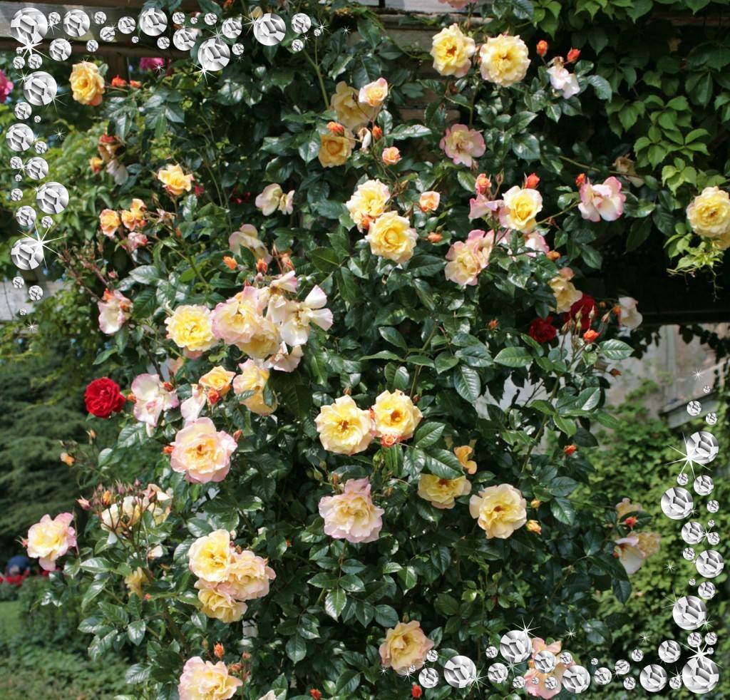 Moonlight róże pnące